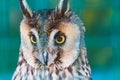 Owls in a cage at the zoo. Owl outdoors. A cute owl sits on a branch.