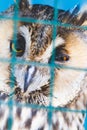 Owls in a cage at the zoo. Owl outdoors. A cute owl sits on a branch.