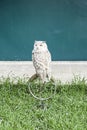 Owls in captivity Royalty Free Stock Photo