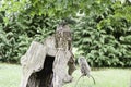 Owls in captivity Royalty Free Stock Photo