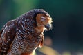 Owls catch prey for small chickens, animal closeup, Owls in hunt