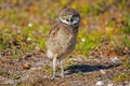 Squaking Baby Burrowing Owl Royalty Free Stock Photo