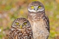 Burrowing Owl Siblings! Royalty Free Stock Photo