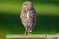 Burrowing Owl Lookout Royalty Free Stock Photo