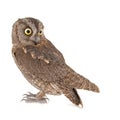 Owls - European scops owl, Otus scops, isolated on white background