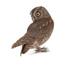 Owls - European scops owl, Otus scops, isolated on white background