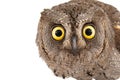 Owls - European scops owl Otus scops isolated on white background. Close-up portrait