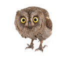 Owls - European scops owl Otus scops isolated on white background