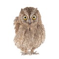 Owls - European scops owl, Otus scops, isolated on white background