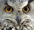 Owls eyes