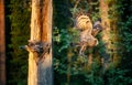 The owls feeds the chicks sitting in the nest i
