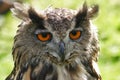 Owls head Royalty Free Stock Photo