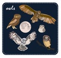 Owls illustration, vector art Royalty Free Stock Photo