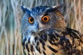 Owls with a large orange eyes.