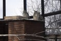 owls look at the camera while sitting in a cage