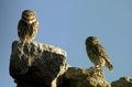 Owls looking on the wall Royalty Free Stock Photo