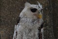 Owls are members of the order Strigiformes, including the bird of prey and are night animals ... Royalty Free Stock Photo