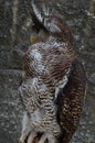 Owls are members of the order Strigiformes, including the bird of prey and are night animals ... Royalty Free Stock Photo