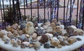 Owls and Other Stone Critters Arranged Atop Concrete Fountain