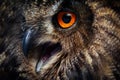 Owls Portrait. Owl eyes. - Image Royalty Free Stock Photo