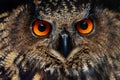 Owls Portrait. Owl eyes. - Image Royalty Free Stock Photo