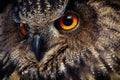 Owls Portrait. Owl eyes. - Image Royalty Free Stock Photo