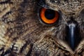 Owls Portrait. Owl Eyes. - Image