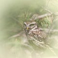 Owls, Pygmy owl Glaucidium passerinum on the tree branch, natural animal background, wildlife