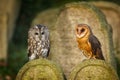 Owls at sunrise. Tawny owl, Strix aluco, and barn owl, Tyto alba, perched on gravestone on old cemetery. Two beautiful owls. Royalty Free Stock Photo