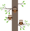 Owls on tree