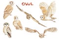 Owls watercolor illustration set