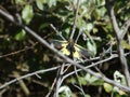 Owly sulphur butterfly in the mountains of italy