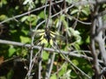 Owly sulphur butterfly in the mountains of italy