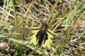 Owly sulphur butterfly black yellow