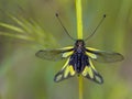 Owly sulphur insect