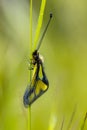 Owly sulphur insect