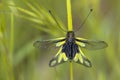 Owly sulphur insect