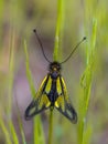 Owly sulphur insect