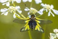 Owly sulphur insect