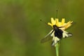 Owly sulphur, Libelloides coccajus