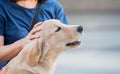 Own woman hand patting on her adorable cute brown dog head, dog person concept