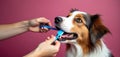 Owner brushes dog teeth with blue toothbrush and toothpaste. Australian Shepherd has white brown black muzzle. Pink studio Royalty Free Stock Photo