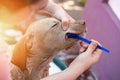 Owner brushing dog teeth Royalty Free Stock Photo