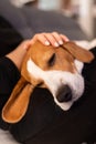 Owner caressing gently her beagle dog sleeping on her lap Royalty Free Stock Photo