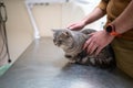 Owner of a cat in a mask on his face strokes and soothes him before being examined on the table of an animal doctor in a