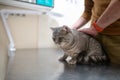 Owner of a cat in a mask on his face strokes and soothes him before being examined on the table of an animal doctor in a