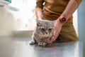 Owner of a cat in a mask on his face strokes and soothes him before being examined on the table of an animal doctor in a