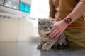 Owner of a cat in a mask on his face strokes and soothes him before being examined on the table of an animal doctor in a