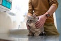 Owner of a cat in a mask on his face strokes and soothes him before being examined on the table of an animal doctor in a