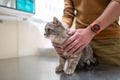 Owner of a cat in a mask on his face strokes and soothes him before being examined on the table of an animal doctor in a